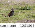 omnivorous, thrush, chestnut-color 1281804