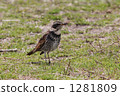thrush, dusky thrush, migratory 1281809