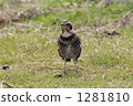 omnivorous, thrush, chestnut-color 1281810
