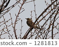 thrush, dusky thrush, migratory 1281813