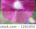 Morning glory of hot weather 1281850