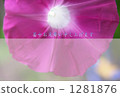 Morning glory of hot weather 2 1281876