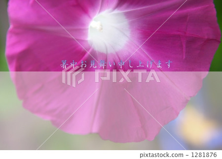 炎熱天氣的牽牛花2 炎熱天氣的牽牛花2 1281876