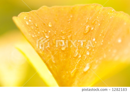 銀杏 銀杏 1282183