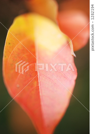 Shimazonasuberi Shimazonasuberi 1282194