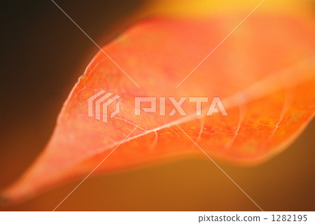 Shimazonasuberi 1282195