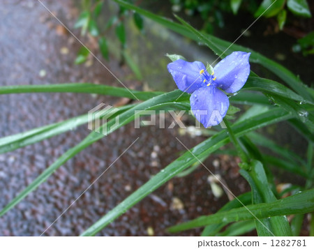  Spiderwort 1282781
