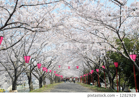 Sumiyoshi's cherry blossom row Sumiyoshi's cherry blossom row 1282929