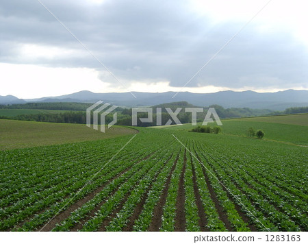 Scenery of Biei 1283163