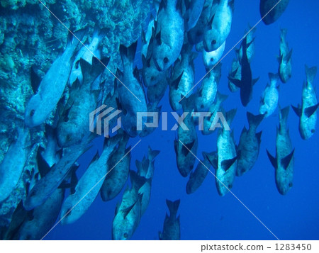 A group of Madaratarami A group of Madaratarami 1283450