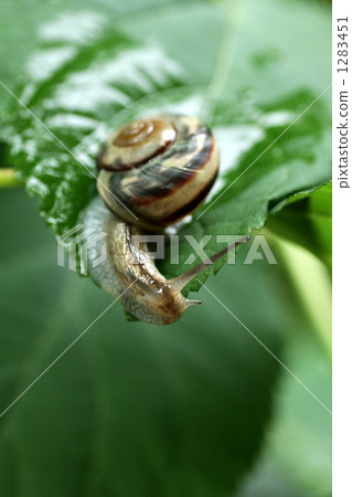 snail, snails, cochlea 1283451