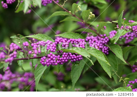 dark purple, japanese beautyberry, common verbena 1283455