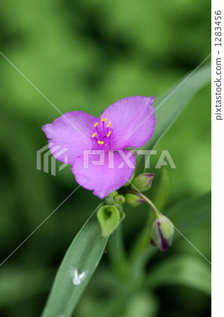 tradescantia reflexa, tradescantium, tradescantia 1283456
