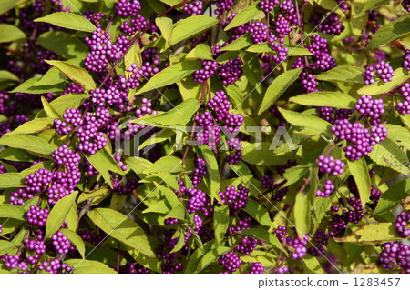 japanese beautyberry, murasaki shikibu, common verbena 1283457