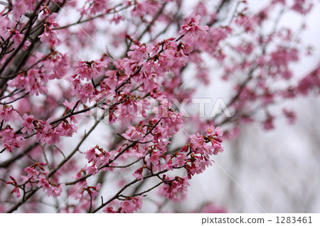 歐卡米櫻花 櫻花 櫻 1283461