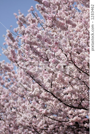 show signs of spring, cherry blossom, cherry tree 1283462