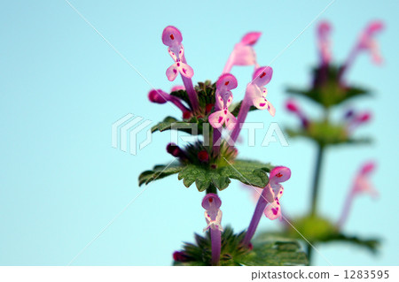 Up of weeds, Hotokenosa blooming in the garden. 1283595