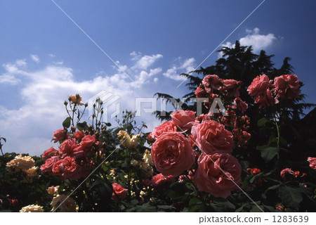玫瑰 玫瑰 1283639