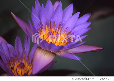 Water lily 1283678