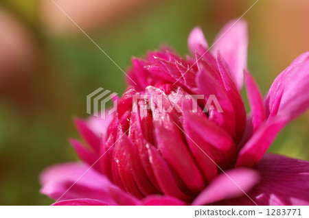 Flowers of anemone 1283771