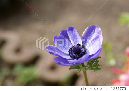 銀蓮花屬的花 銀蓮花屬的花 1283773