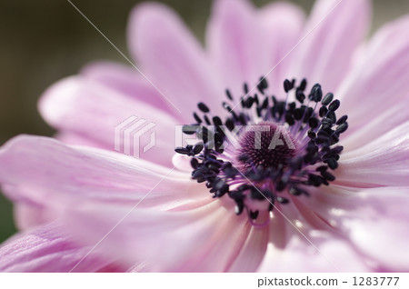 銀蓮花屬的花 1283777
