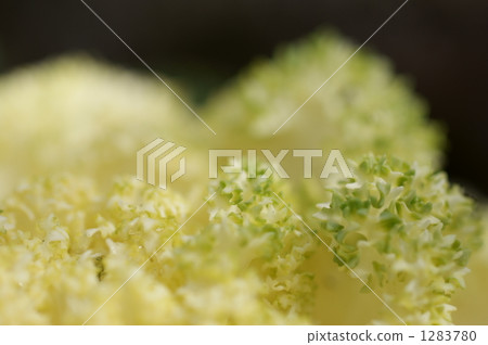 白葉牡丹 白葉牡丹 1283780