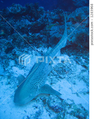 Palauan Trough鯊魚 Palauan Trough鯊魚 1283968