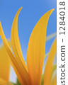 Sunflower petal 1284018