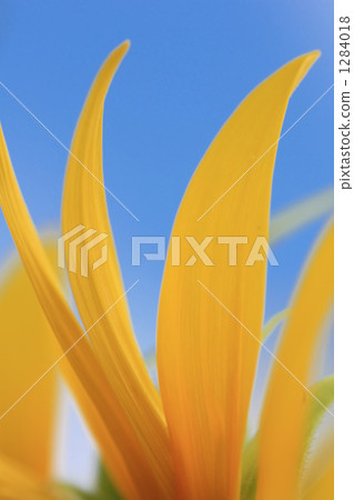 Sunflower petal Sunflower petal 1284018