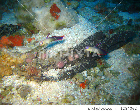 Akebono noase of Palau Akebono noase of Palau 1284062