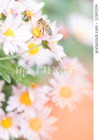 Bees and Margaret Bees and Margaret 1284104