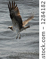 Raptor Osprey Osprey 1284182