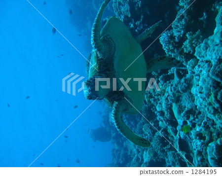 Turtling sea turtle Turtling sea turtle 1284195