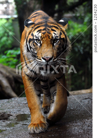 Sumatran tiger 1284230