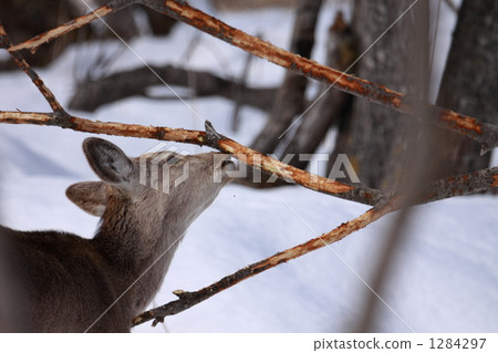 Ezo deer Ezo deer 1284297