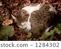 A nap of a cat 1284302