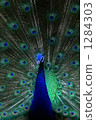 Peacock 1284303