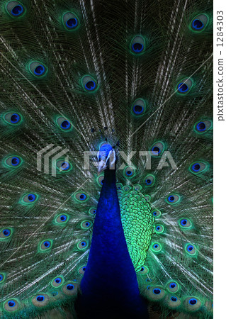 Peacock Peacock 1284303