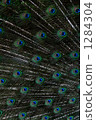 Peacock feathers 1284304