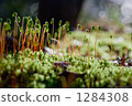 Surface life 1284308