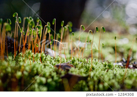 Surface life Surface life 1284308