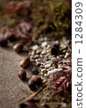 The end of autumn 1284309