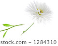 Striped tiny chrysanthemum 1284310