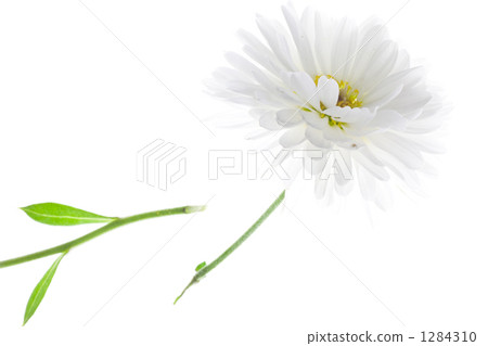 Striped tiny chrysanthemum Striped tiny chrysanthemum 1284310