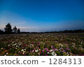 Cosmos field and blue sky 1284313