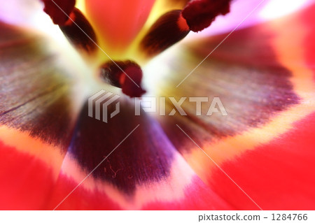 特寫 三色堇 舉起 1284766