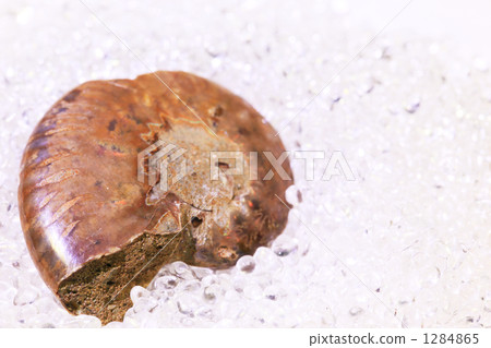 Ammonite 1284865
