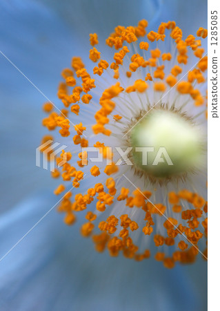 喜馬拉雅山的藍色罌粟花 1285085