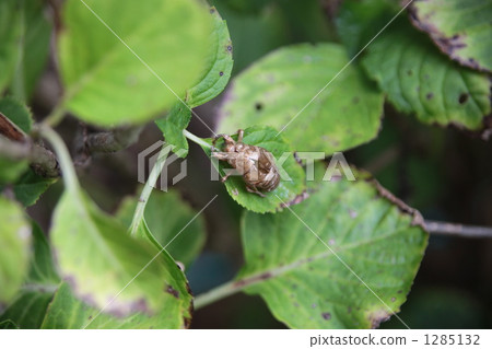 夏季遺址 1285132